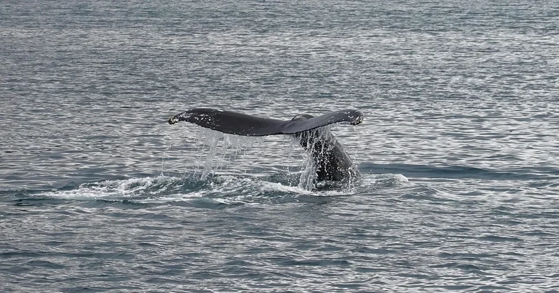 Où voir des baleines en Europe quand on a déjà tout essayé en France