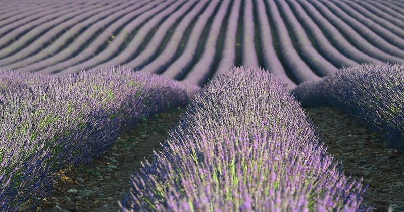 Week-end romantique en van aménagé en Provence : nos spots secrets