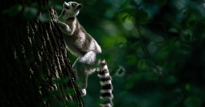 Observer la faune sauvage dans les parcs nationaux de France : le guide ultime